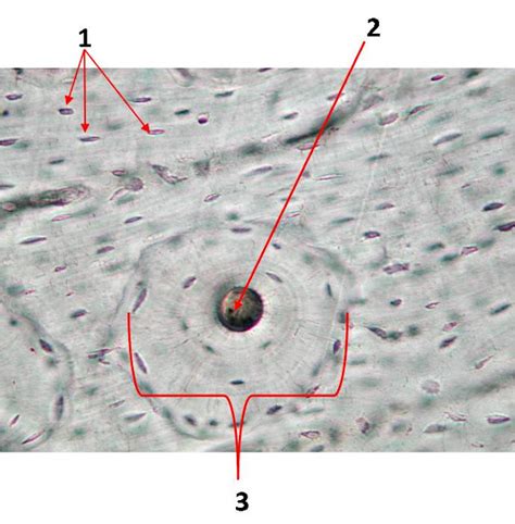 Sos Biologia Celular Y Tisular Hueso