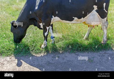 Friesian Cows Stock Photos And Friesian Cows Stock Images Alamy