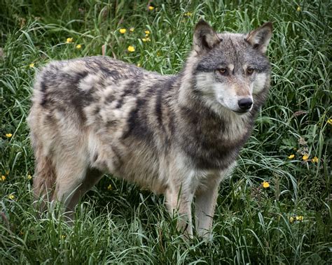 Gray Wolf Mammals Of Rice Lake National Wildlife Refuge INaturalist