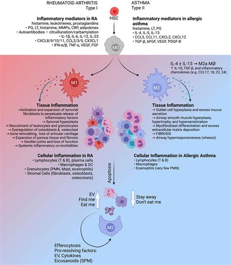 Frontiers Macrophages The Good The Bad And The Gluttony