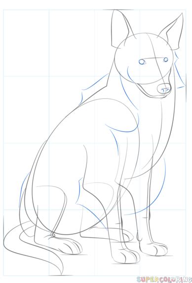 How To Draw A Border Collie Step By Step Drawing Tutorials