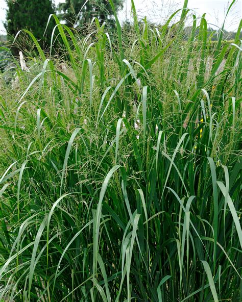 Panicum Virgatum Thundercloud Bare Roots — Buy Switch Grass Online At Farmer Gracy Uk