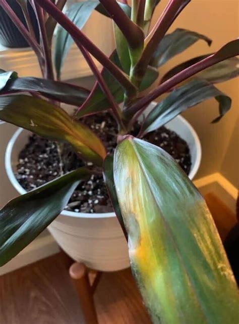 Are Your Cordyline Leaves Turning Yellow This May Be The Reason A