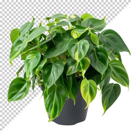 Premium Psd Psd Monstera Deliciosa Png Isolated On Transparent Background