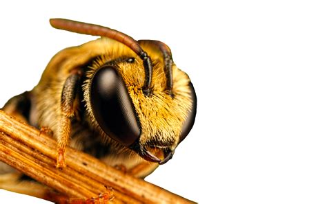 Bee PNG