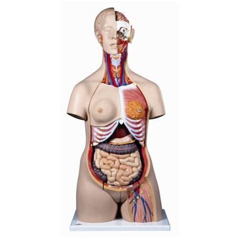 Deluxe Dual Sex Torso Model With Open Back B30 For 1 161 00