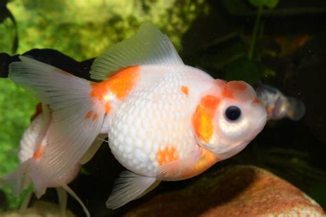 Ranchu Goldfish Care Guide Your Aquarium Place