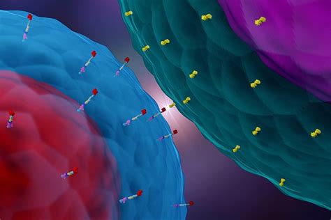 The Prospect Of Car T Cell Therapy Adc Technologies