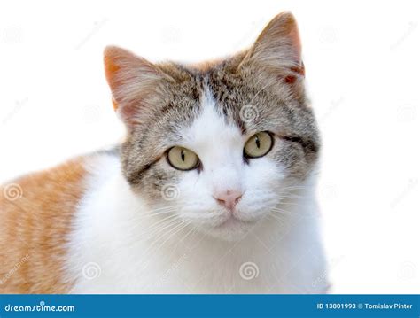 Cat Is Looking At Me Stock Photos Image 13801993