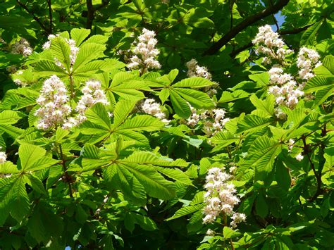 Kostenlose foto Baum Ast blühen Licht Sonne Weiß Frucht Beere