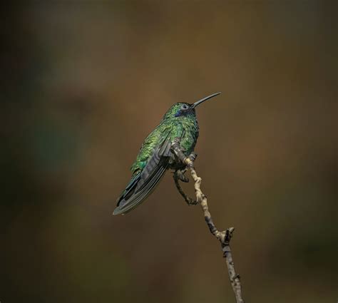 Veilchenohrkolibri Der Veilchenohrkolibri Colibri Corusca Flickr