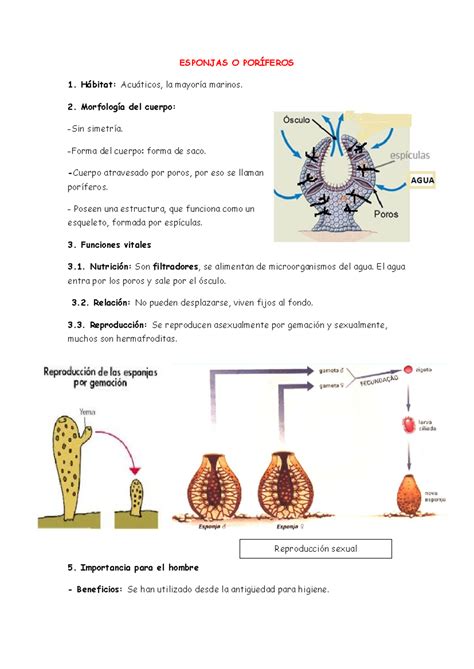 Esponjas O Por Feros Esponjas O Por Feros H Bitat Acu Ticos La