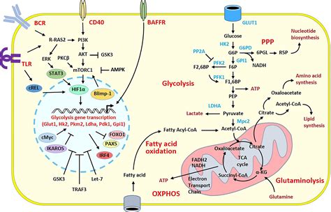 Frontiers Metabolic Program Of Regulatory B Lymphocytes And Influence