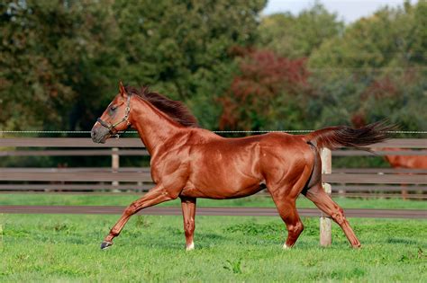 Le Haras Du Grand Courgeon Accueille Noor Al Hawa Actualit S