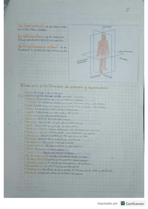 SOLUTION Anatom A Resumen 1 Studypool