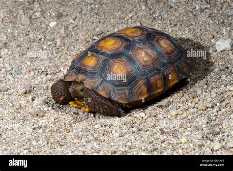 Sonoran Desert Desert Tortoise Hi Res Stock Photography And Images Alamy