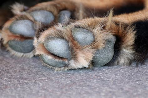 400000 Free Dog Paw Background And Dog Images Pixabay