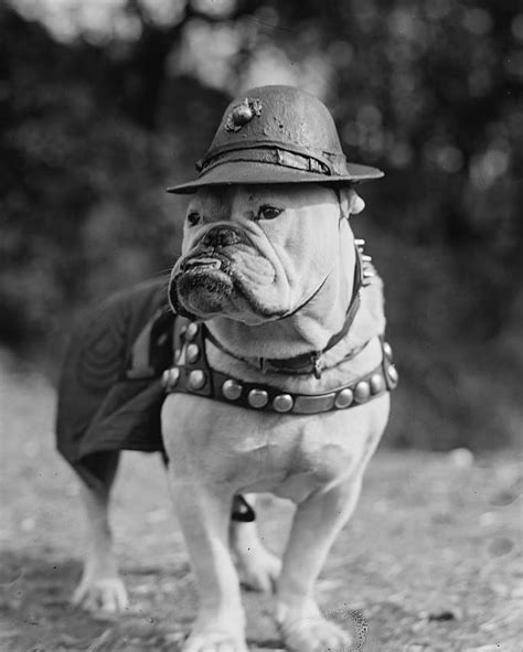 1000+ images about Bulldog History on Pinterest | Postcards, British and Bulldog mascot