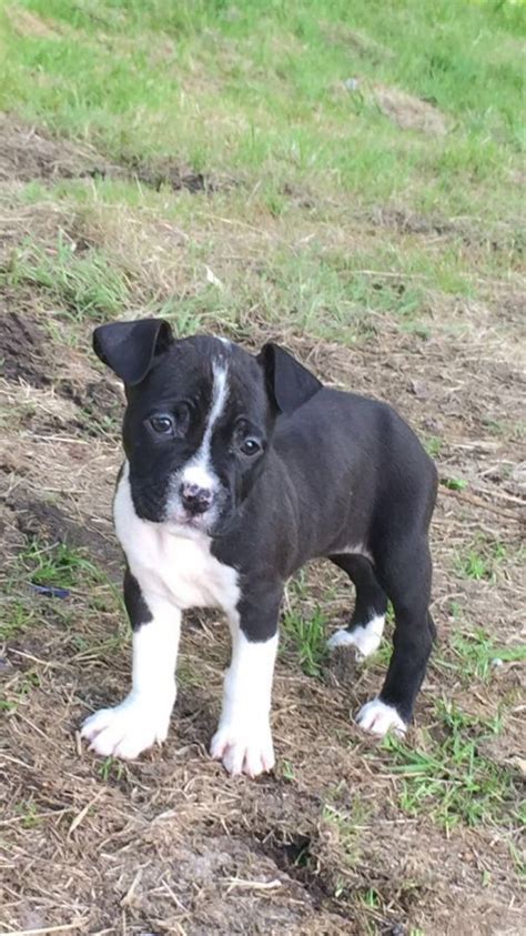 Chiots Américain Staffordshire Terrier 71420 unCompagnon fr