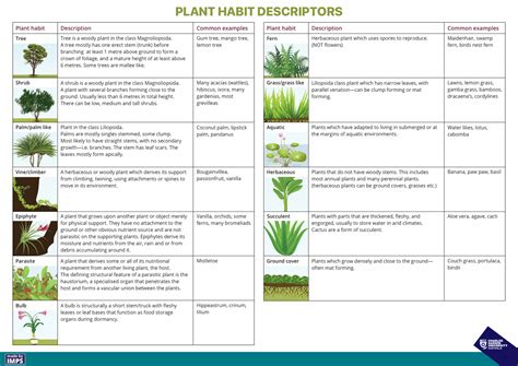 Plant Habit Descriptors Recognise Plants