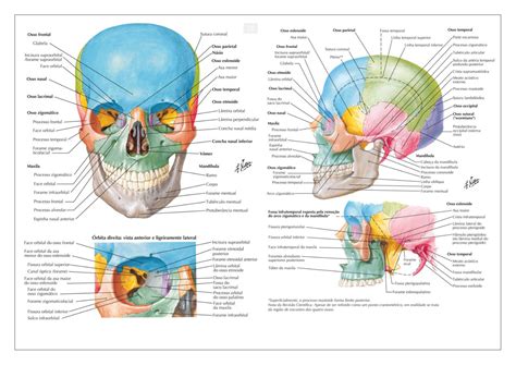 Ossos do crânio e histologia do sistema nervoso Osso frontal Osso