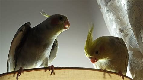 Cockatiels singing and dancing - YouTube