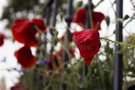 Mohnblumen Und Kornblumen Bl Hen Auf Den Blumenbeet Roten Und