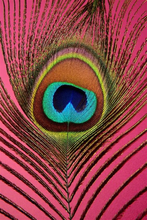 Exotic Peacock Feather Closeup On Colored Background Stock Image