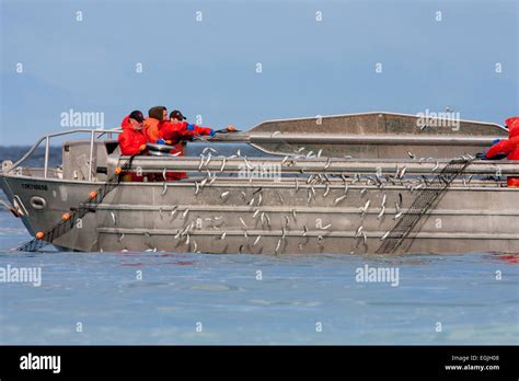 Herring skiff fishing for pacific herring in Strait of Georgia (Salish ...