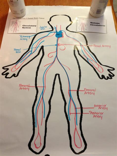 Circulatory System Drawing At Getdrawings Free Download
