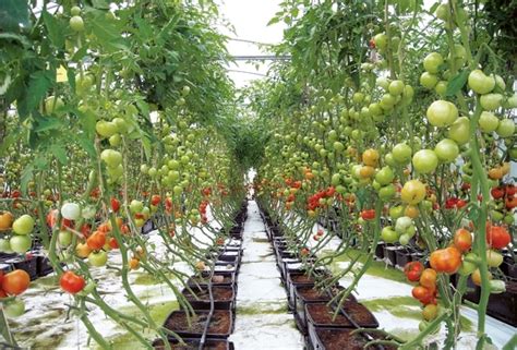 Tomato Farming Information Guide Asia Farming