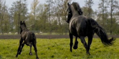 The Dales Pony Breed: All You Need To Know – Insider Horse – Latest & Greatest Horse New Publication