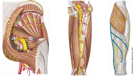 L Inervaci N Del Miembro Inferior Anatom A Fmed Uba Youtube