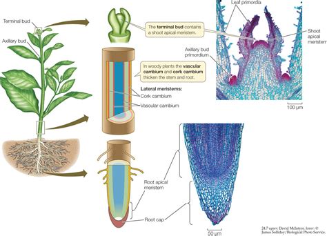 apical growth design talk