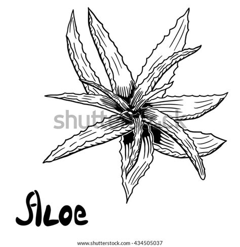 Vector Hand Drawn Botanical Aloe Vera Stock Vector Royalty Free