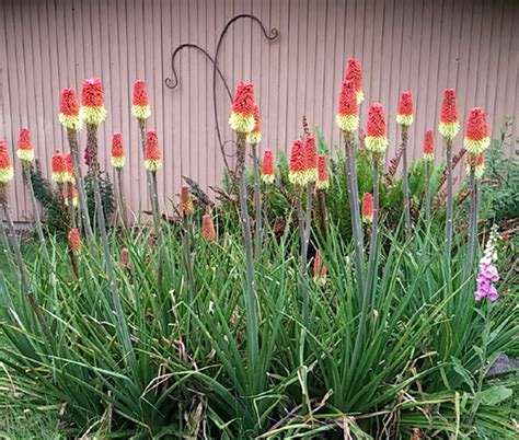 Red Hot Poker Torch Lily Kniphofia Uvaria Royal Castle Hybrids Seeds