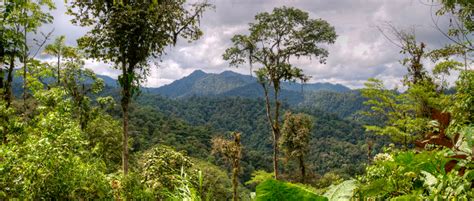 Ecuador: Cloud Forest Safari - The Blue Dot Perspective