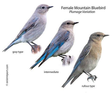 Mountain Bluebird Female Plumage ID Pictures And Behavior