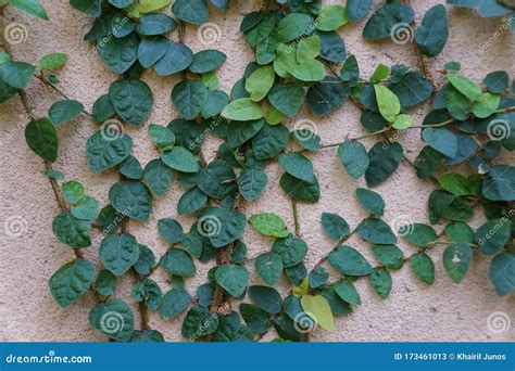 Groenbladertje Van De Kruipende Vijgentropische Klimplant Stock