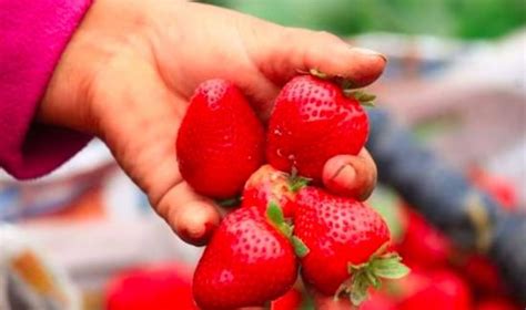 Exportaciones De Fresas Crecen Y Llegan A Casi Us Millones Entre