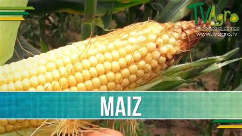 Produccion De Maiz Tvagro Por Juan Gonzalo Angel Youtube