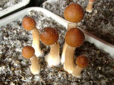 Psilocybe cubensis Ecuador GATUNKI i ODMIANY ENTEOGENNYCH GRZYBÓW