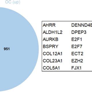 Venn Diagram Of Common Genes Between Target Genes Of Mir P And