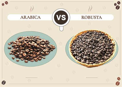 ARABICA ROBUSTA COFFEE BEANS KEY DIFFERENCES 59 OFF