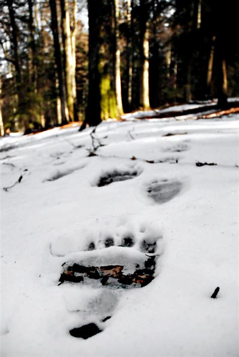 Physical Tracking Techniques For Hunting Bigfoot Fringe Creatures