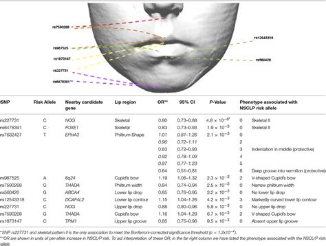 Frontiers Non Syndromic Cleft Lip And Palate Polymorphisms Affect