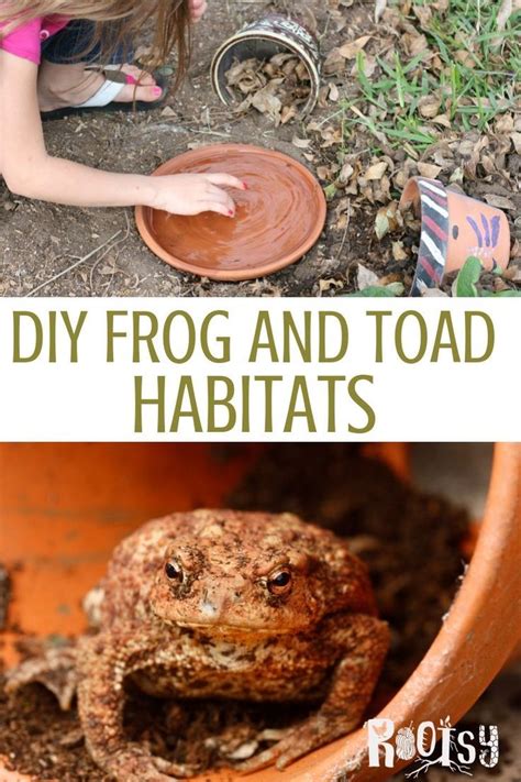 How to build toad and frog habitats – Artofit