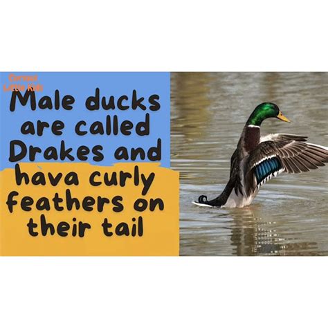 curious  kids ducks fun information educational youtube