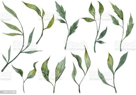 Collection Of Hand Painted Watercolor Green Leaves Stock Illustration