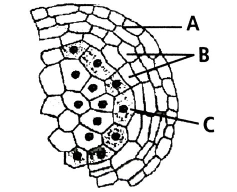 In The T S Of A Mature Anther Given Below Identify A And B And
